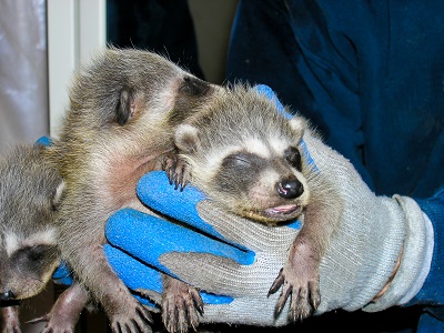 hands holding three baby raccoons