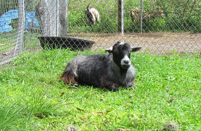goat laying in the grass
